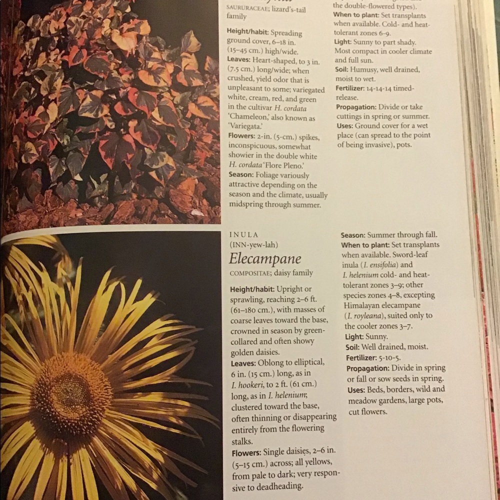 The 400 Best Garden plants encyclopedia - Picture 5 of 8